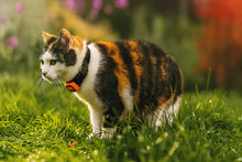 Ladda upp bild till gallerivisning, KittyFind GPS Collar
