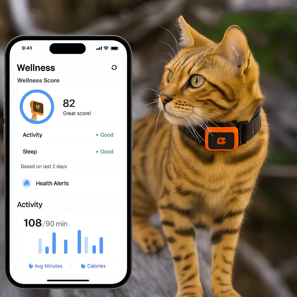 KittyFind GPS Collar